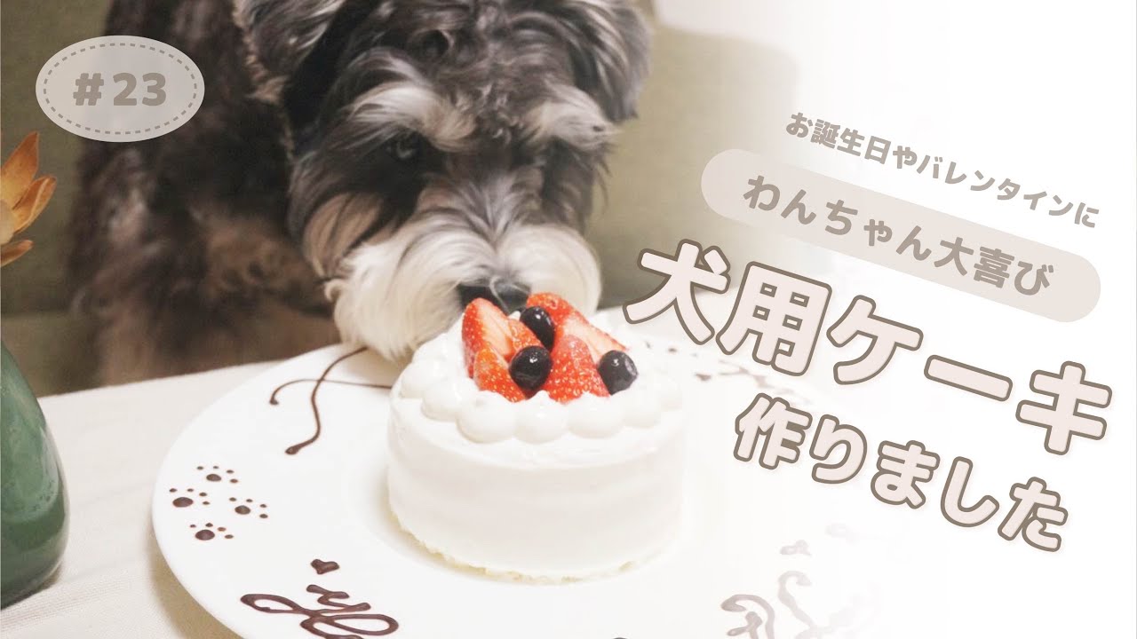 お誕生日やバレンタインにも！犬用ケーキ作り方🍰