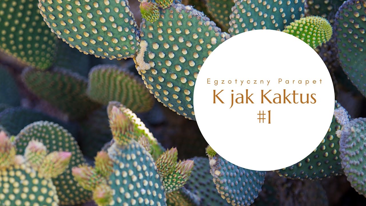 K JAK KAKTUS - OPUNTIA FICUS INDICA (FIGA INDYJSKA)