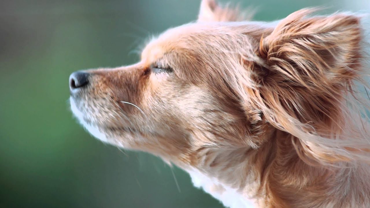 Joey and Lucy Close Up - Sony NEX-7 & Minolta 300mm 2.8 APO
