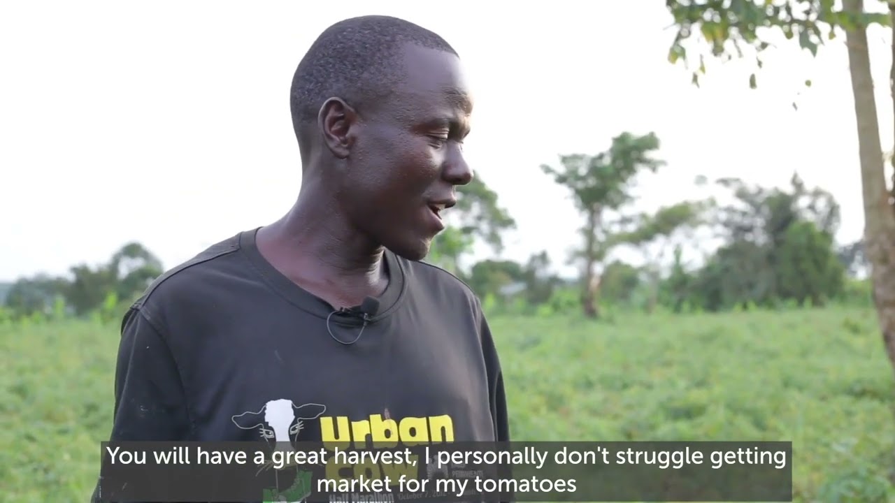 Grain Pulse Tomato Blend fertilizer that gives you more than 150 boxes per acre