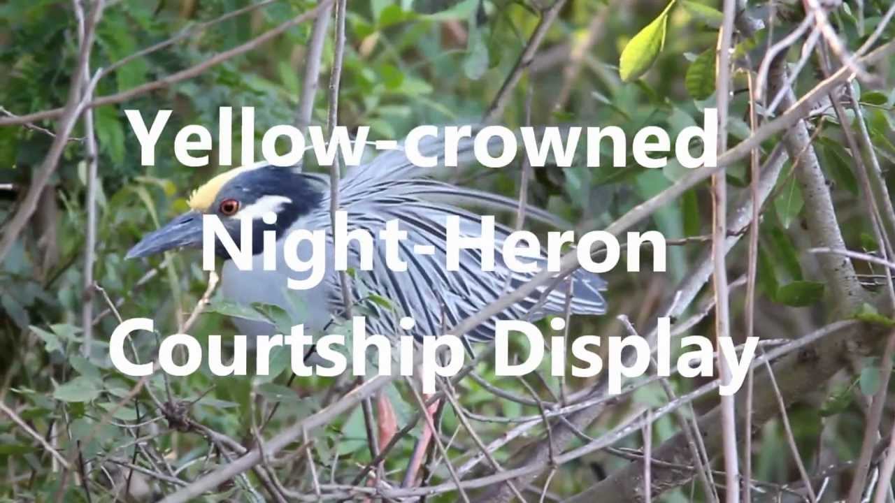 Yellow-crowned Night-Heron Courtship Display