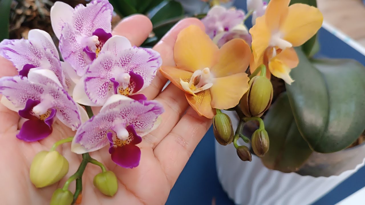 Цветение орхидей в апреле 2025г. 2часть🌺