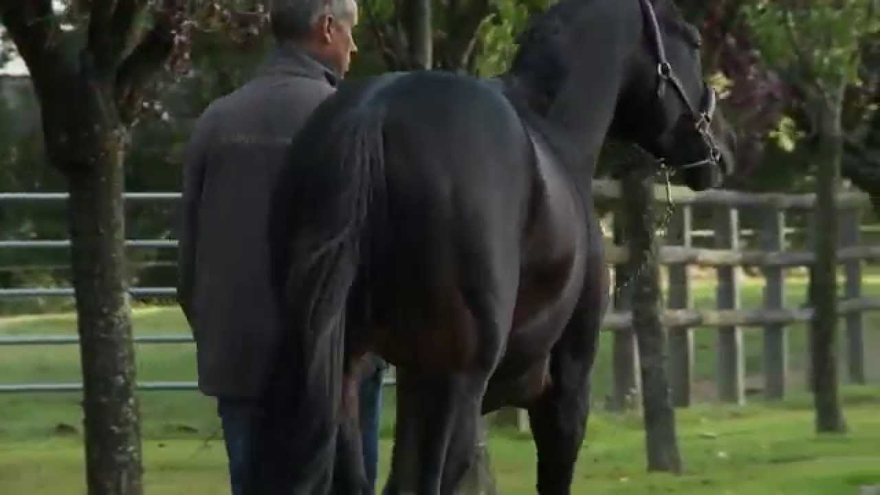 Very Nice Name, standing at Haras du Grand Courgeon (49) - 2015