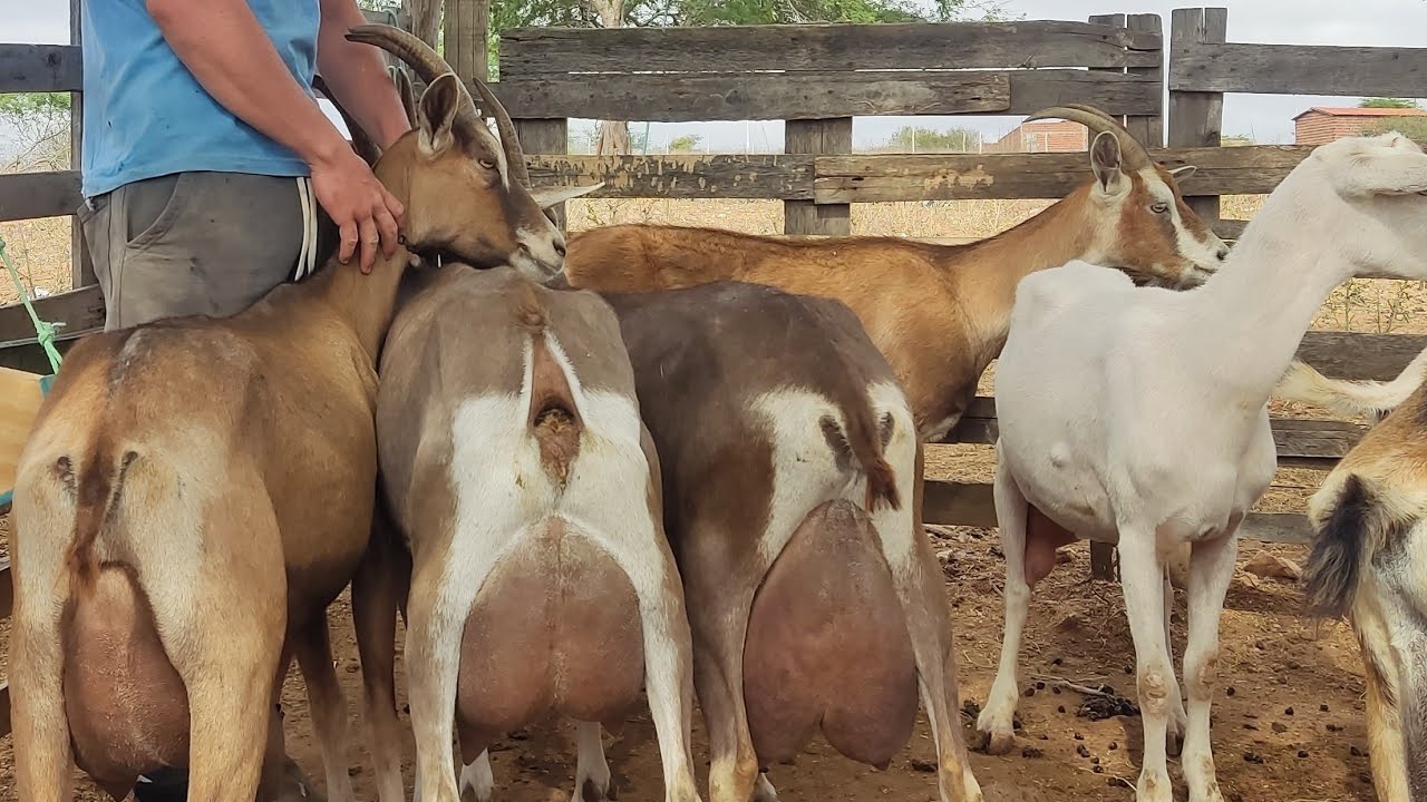 JÚNIOR CRIADOR DE CABRA LEITEIRA TEM UM FUTURO MUITO GRANDE POR QUE É HUMILDE EM SOLEDADE NA PARAÍBA