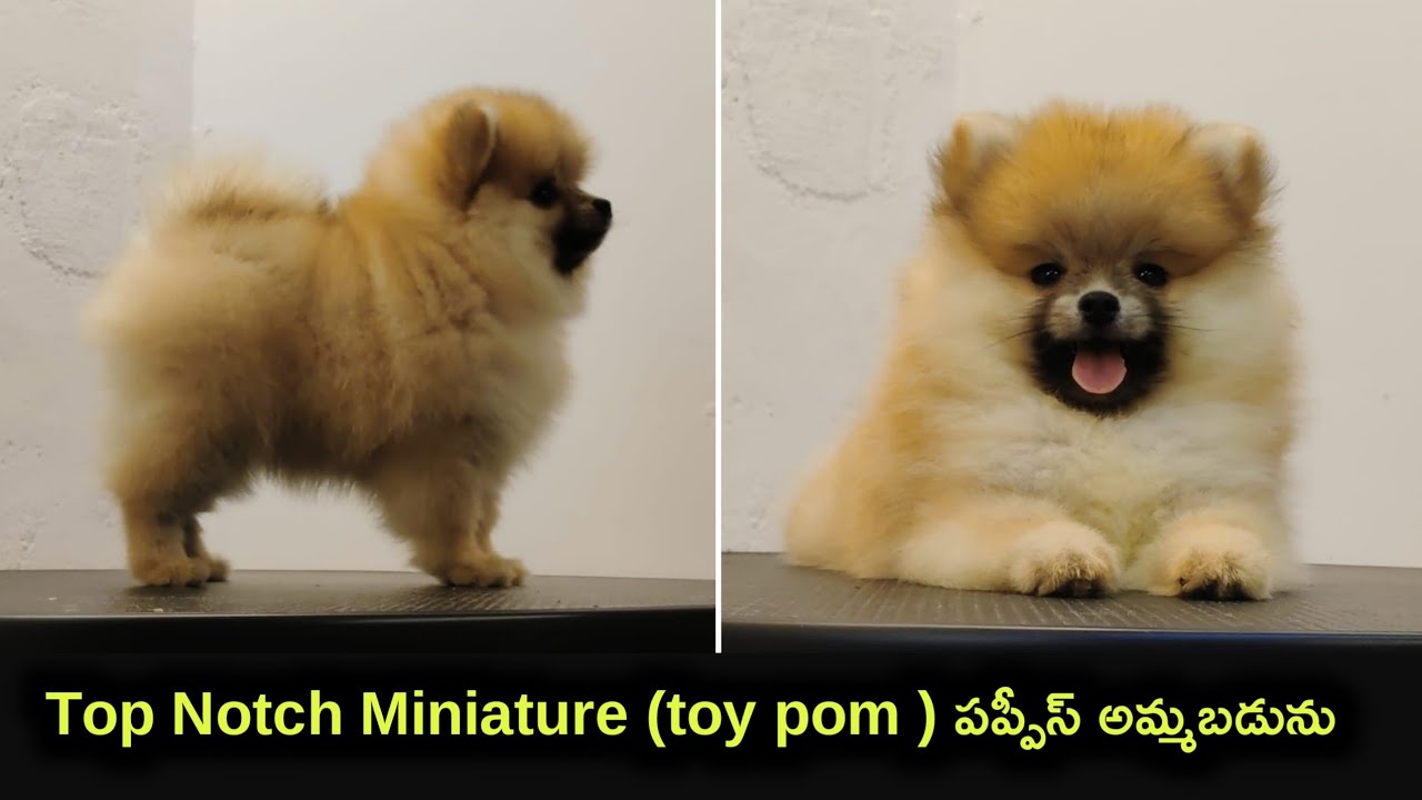 top quality toy Pomeranian puppies for sale in telugu/7989580570 /aj pets