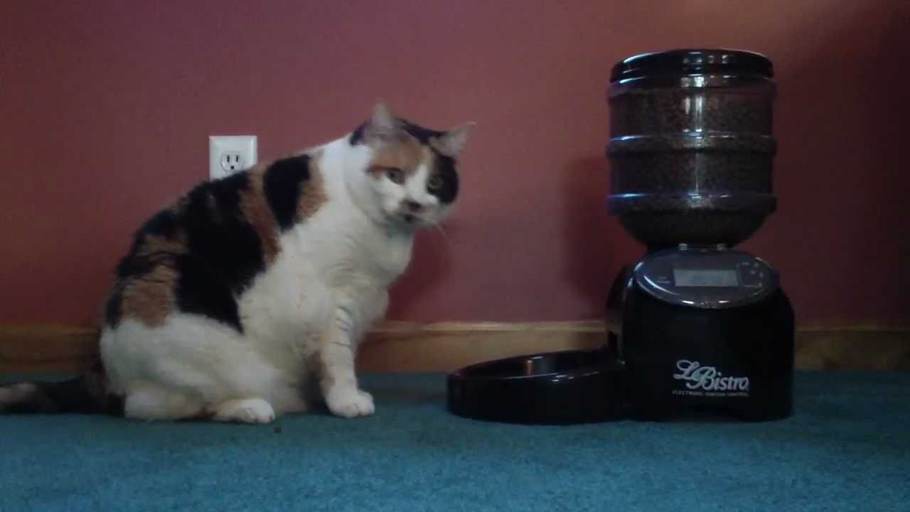 Miss Kitty Outsmarts Food Dispenser