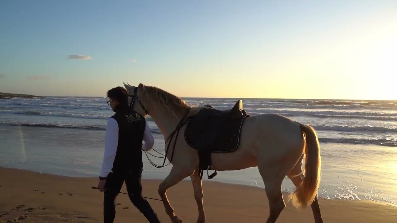 MC il sogno equestre
