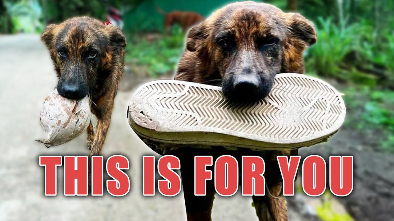 Snickers The Gift Giving Street Dog Heads To America