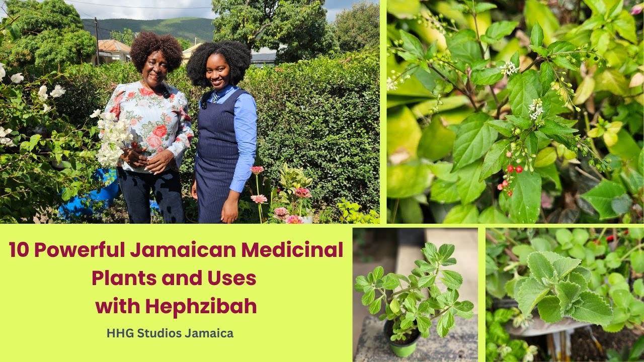 10 Powerful Jamaican Medicinal Plants and Uses with Hephzibah