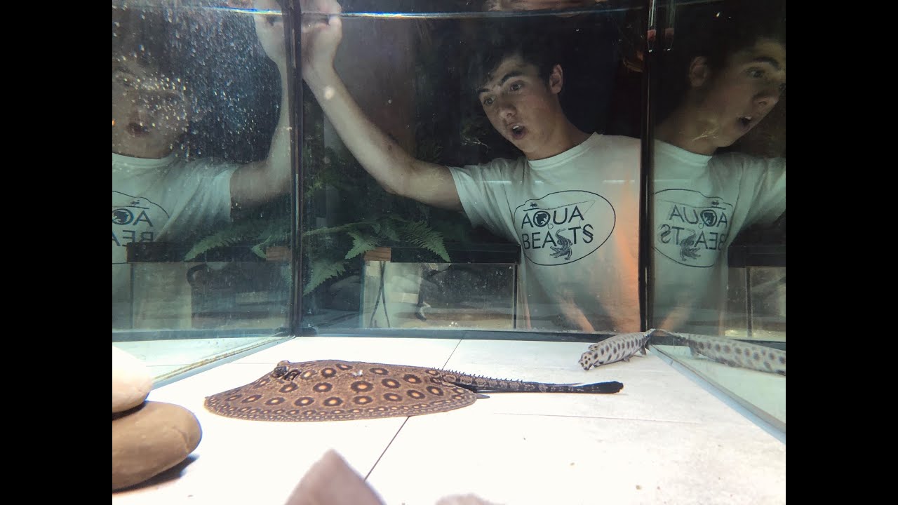 BUYING A FRESHWATER STINGRAY!