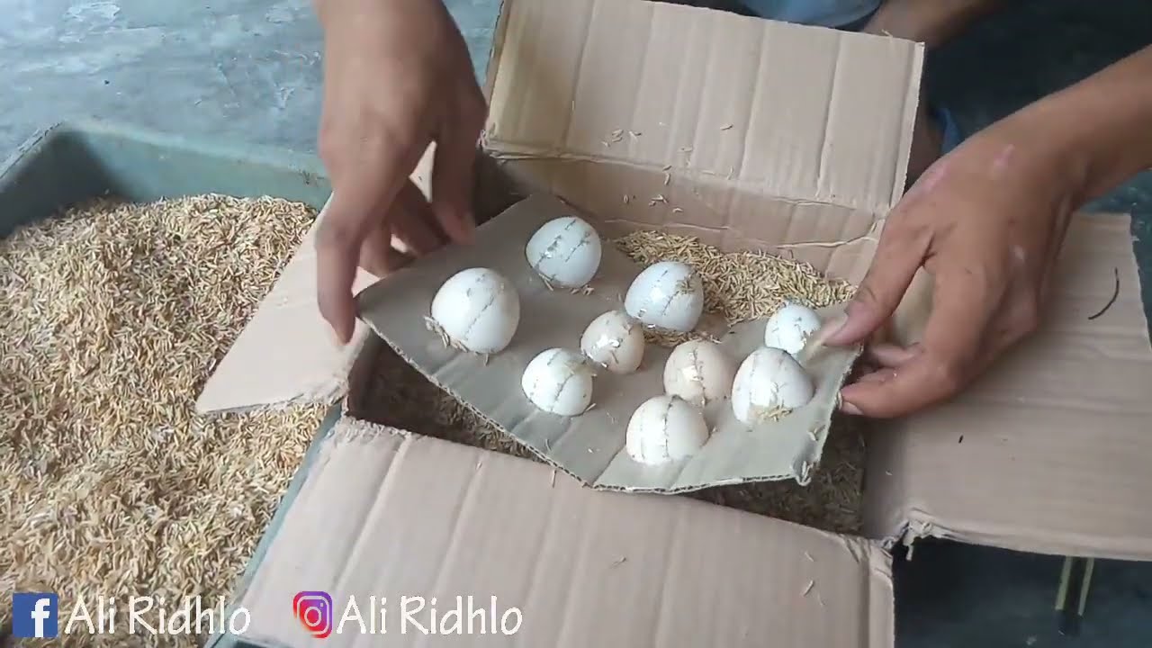 Unboxing Paket Telur Ayam HIAS