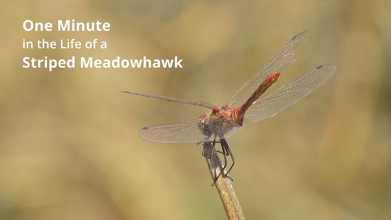 One Minute in the Life of a Striped Meadowhawk