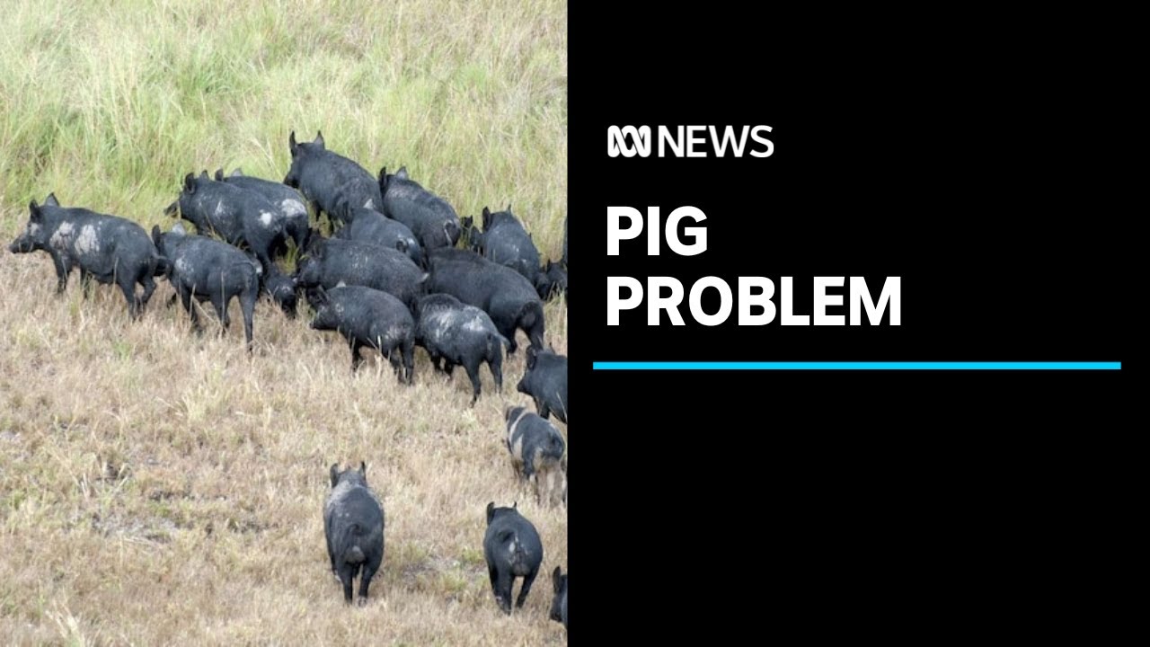 Feral pigs wreak havoc in a small Northern Territory town | ABC News