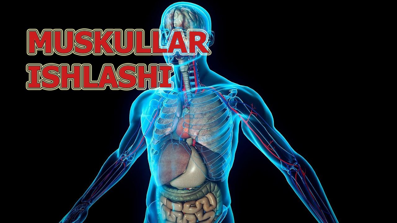 MUSKULLARNING ISHLASHI | МУСКУЛЛАРНИНГ ИШЛАШИ.