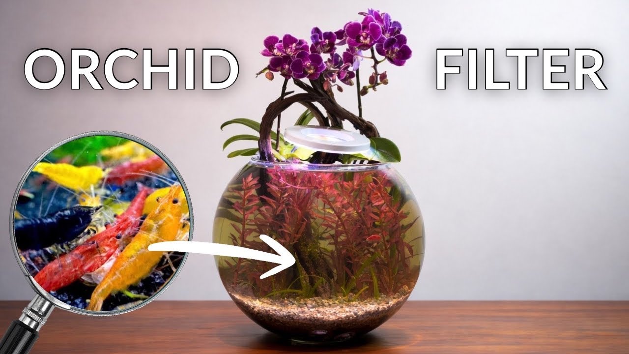 Making an Orchid-Powered Shrimp Bowl Ecosystem (With No Filter)