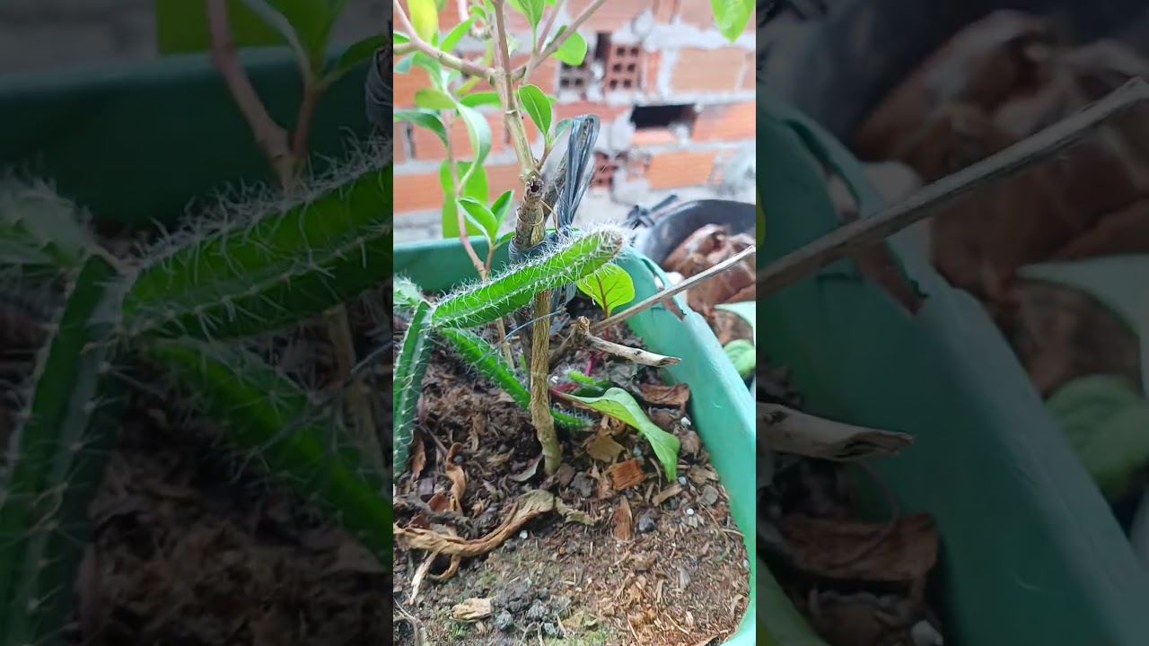 cactos em vaso