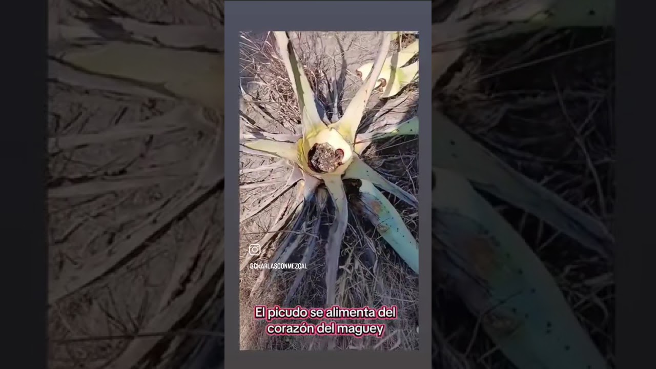 el picudo plaga que afecta al agave.