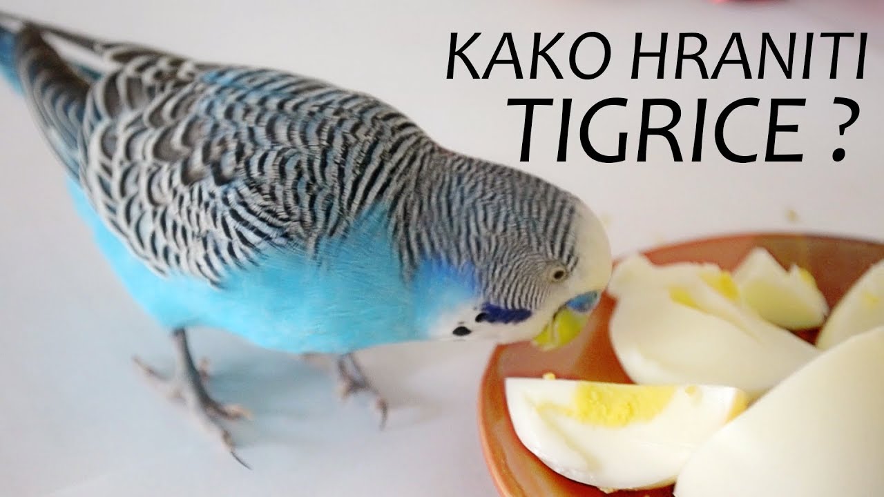 Kako hraniti Tigrice ili Papigice?