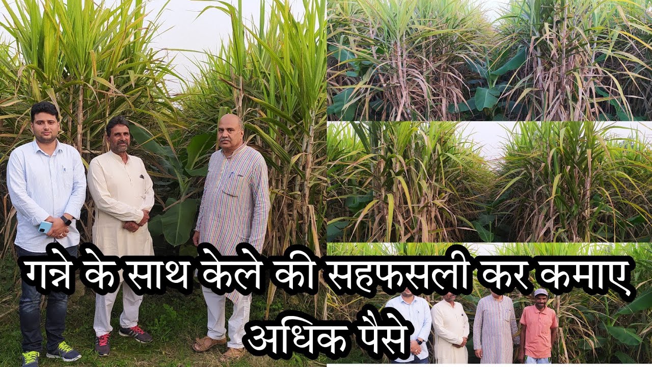 आधुनिक किसान गन्ने के साथ केले की सहफसली कर कमाए 1 एकड़ से ढेर सारे पैसे। आप भी जरूर देखें।