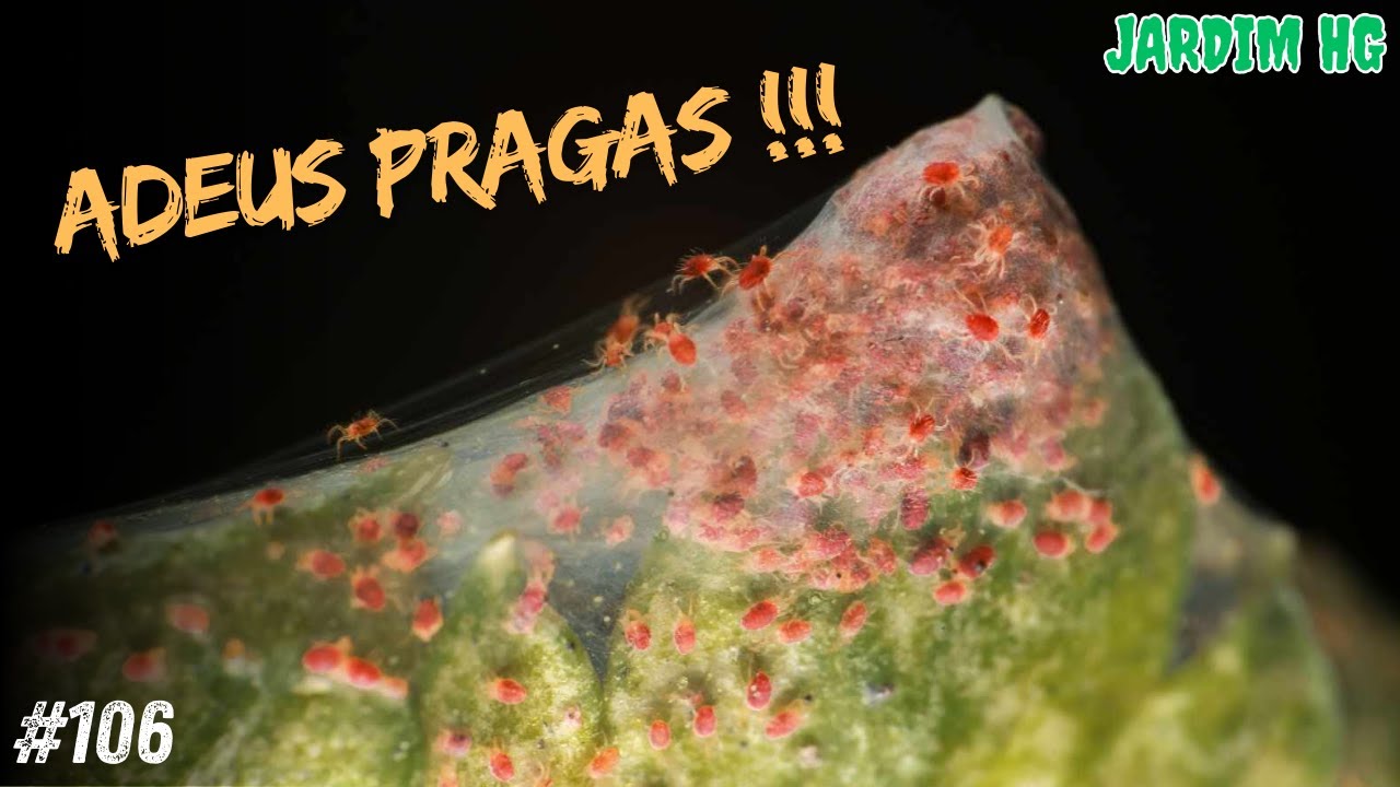 Acabe com Ácaros, Tripes e Mosca Branca na Cannabis com Fungo Bioinseticida