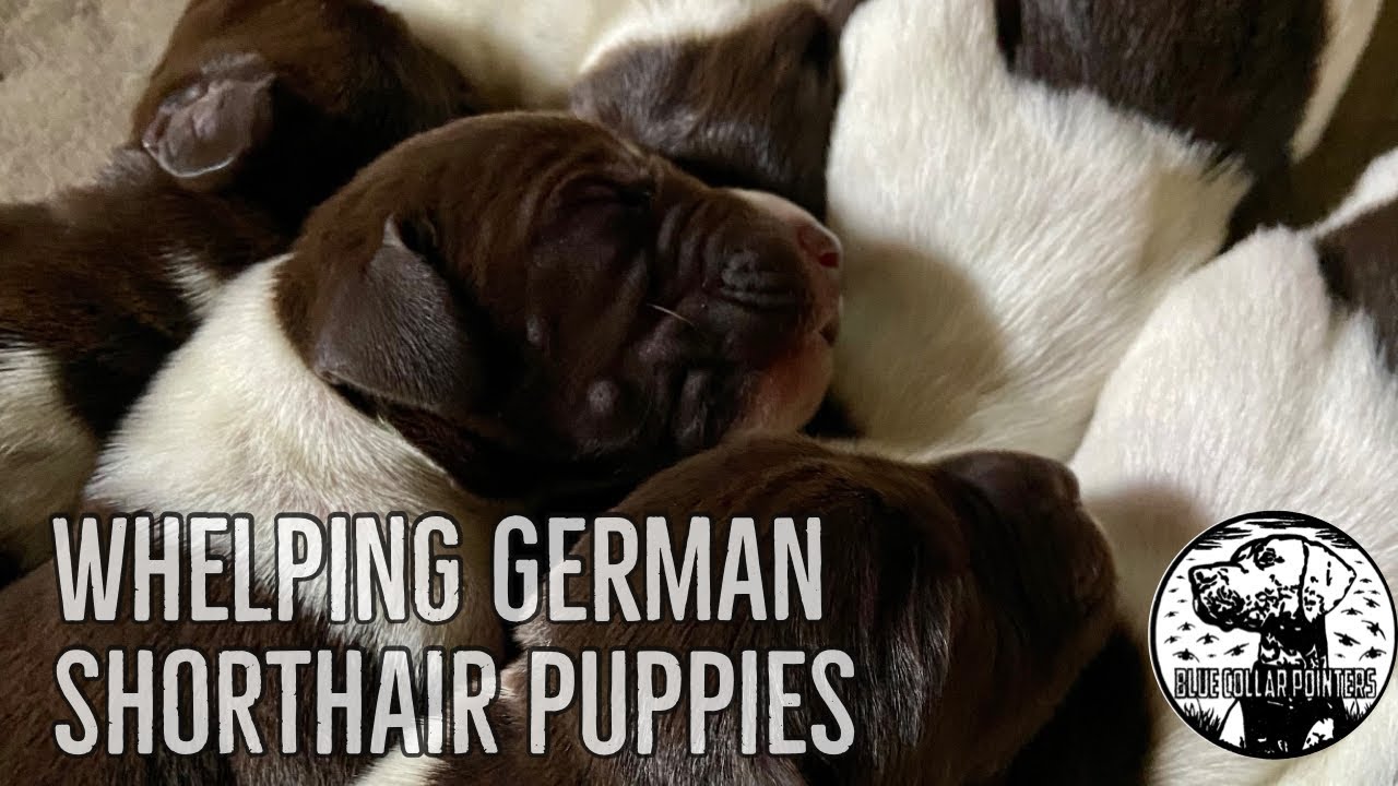 Whelping German Shorthaired Pointer Puppies | Chevelle's First Litter