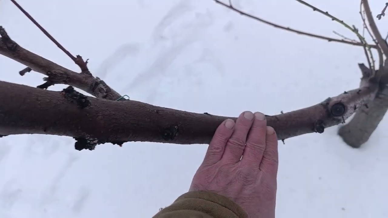 Щеплення нових сортів в крону. В першу чергу уважність , акуратність та облік.