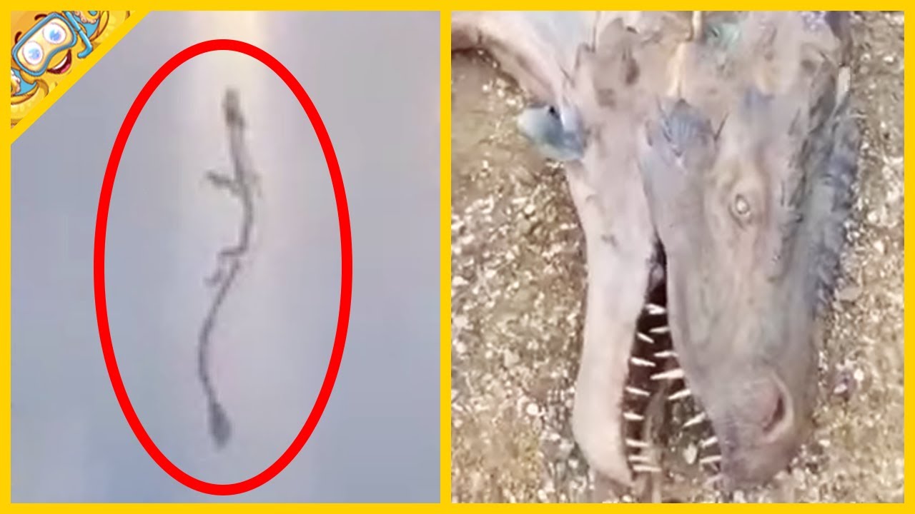 10 Draků zachycen&yacute;ch kamerou v re&aacute;ln&eacute;m životě