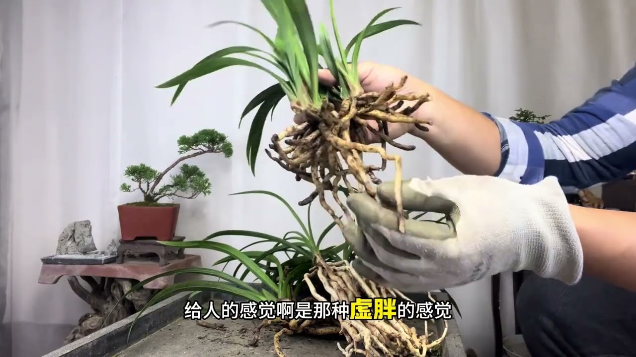 园艺师教你：如何分辨是露天自然状态下养的兰花？赶紧看看 如何区分组培草、大棚加温草、激素草还是自然露天养护的。#激素兰花 #组培兰花 #国兰