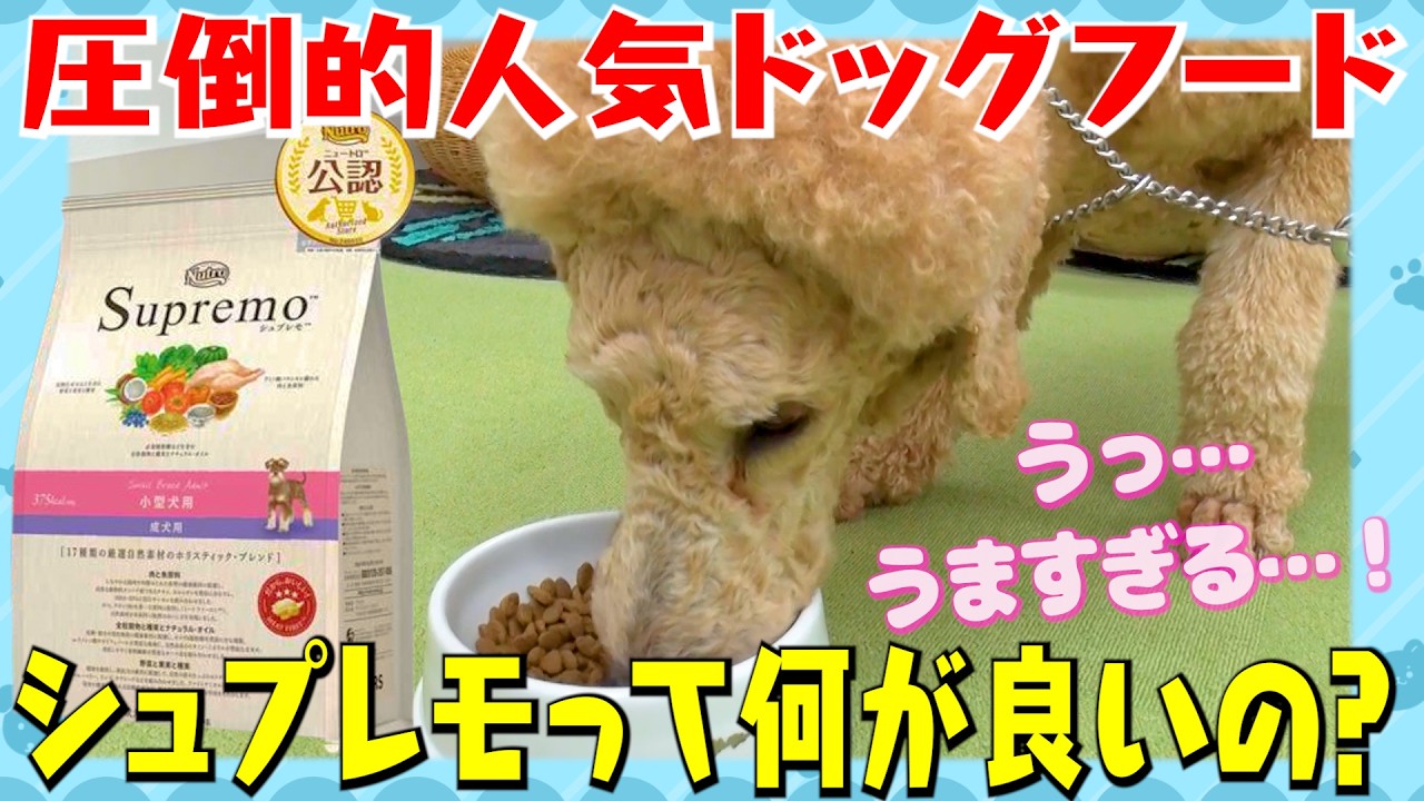 食いつき抜群！シュプレモが選ばれる理由を徹底解説【シュプレモの知らない世界】