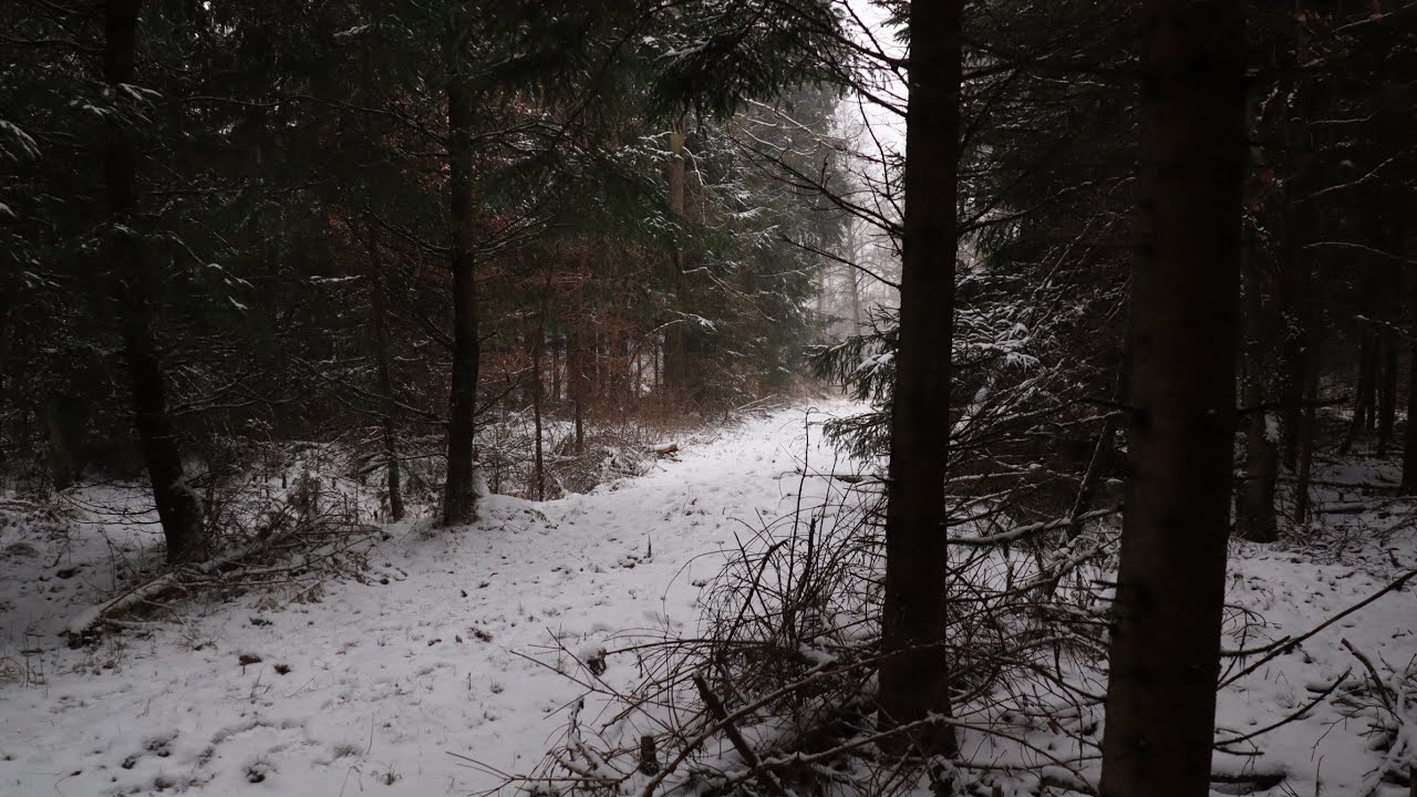 1 Hour Peaceful Snowfall from the forest 