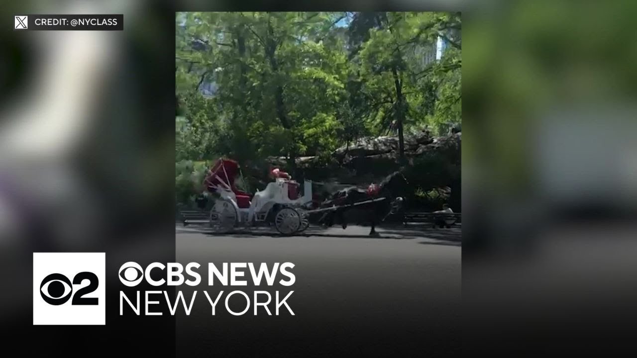 Video shows horses with carriages running through Central Park with no drivers