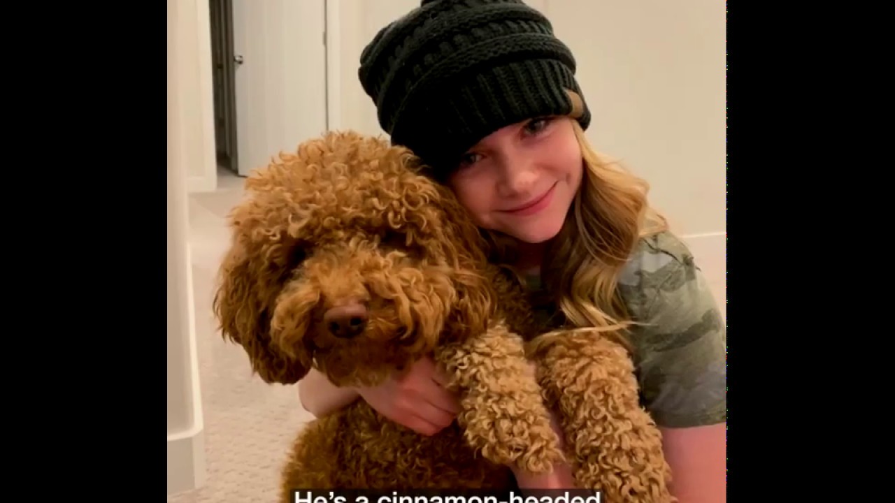 Mars Petcare, A Better World for Pets   What’s Your Dog’s Superpower    SUPERPOWER DOGS   IMAX   Fac