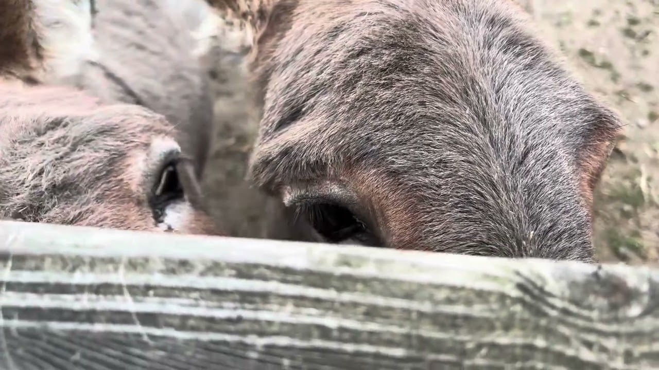 Miniature Donkeys Wolds Wildlife Park 21/08/2025