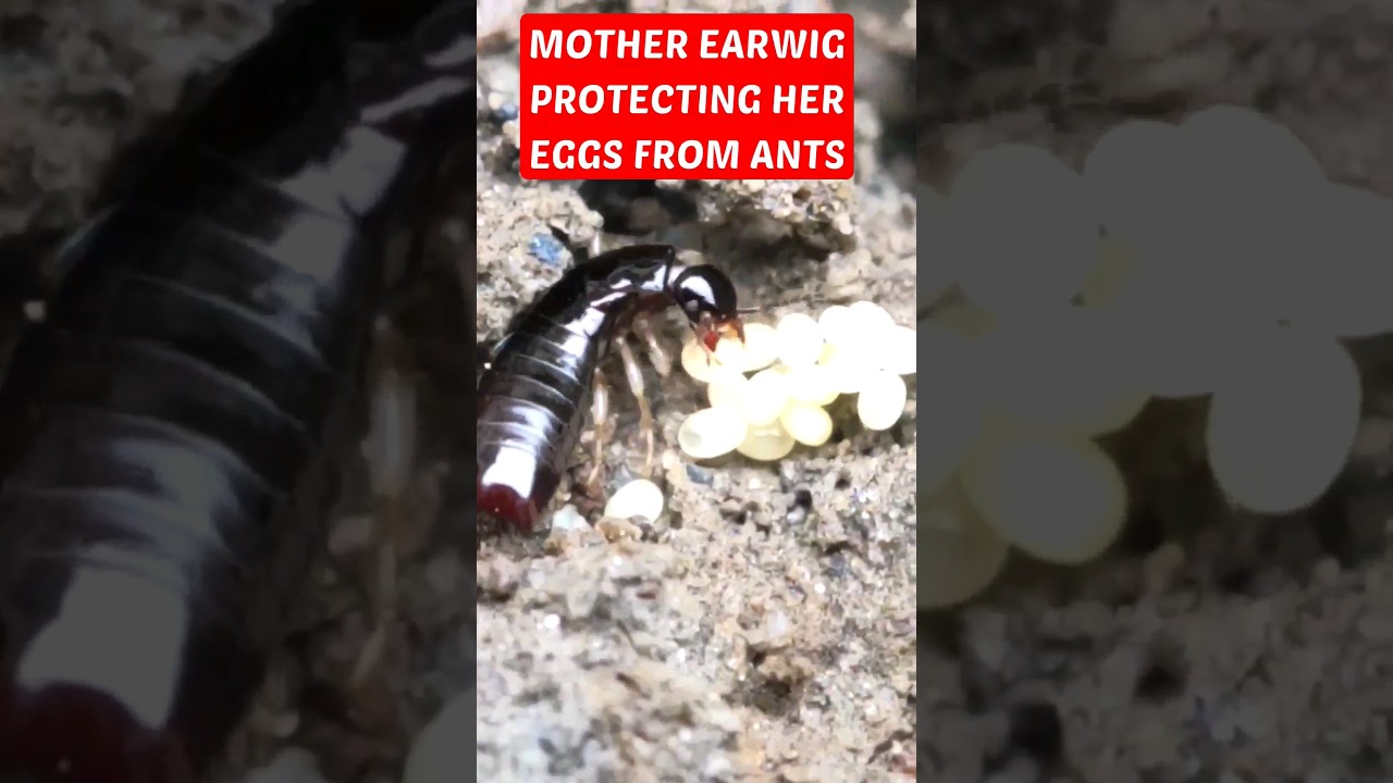 EARWIG MOTHER versus RED ANTS