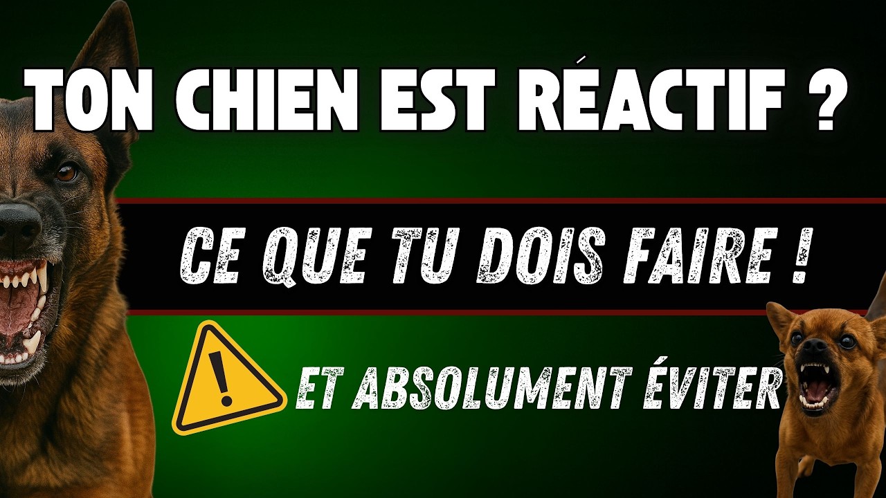 Chien r&eacute;actif : Mon principe qui marche (et l&rsquo;erreur fatale &agrave; &eacute;viter)