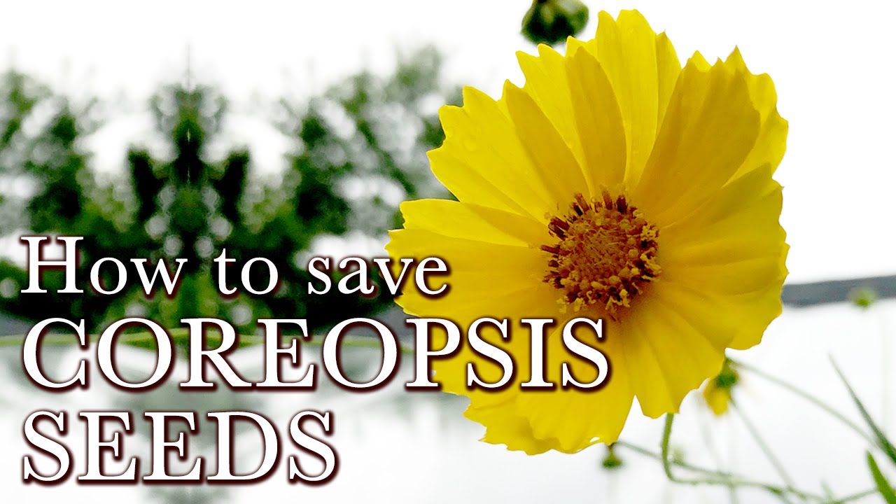How to Save Coreopsis Seeds - Easy Flower Seeds to Collect - Lanceleaf Coreopsis Seed Saving