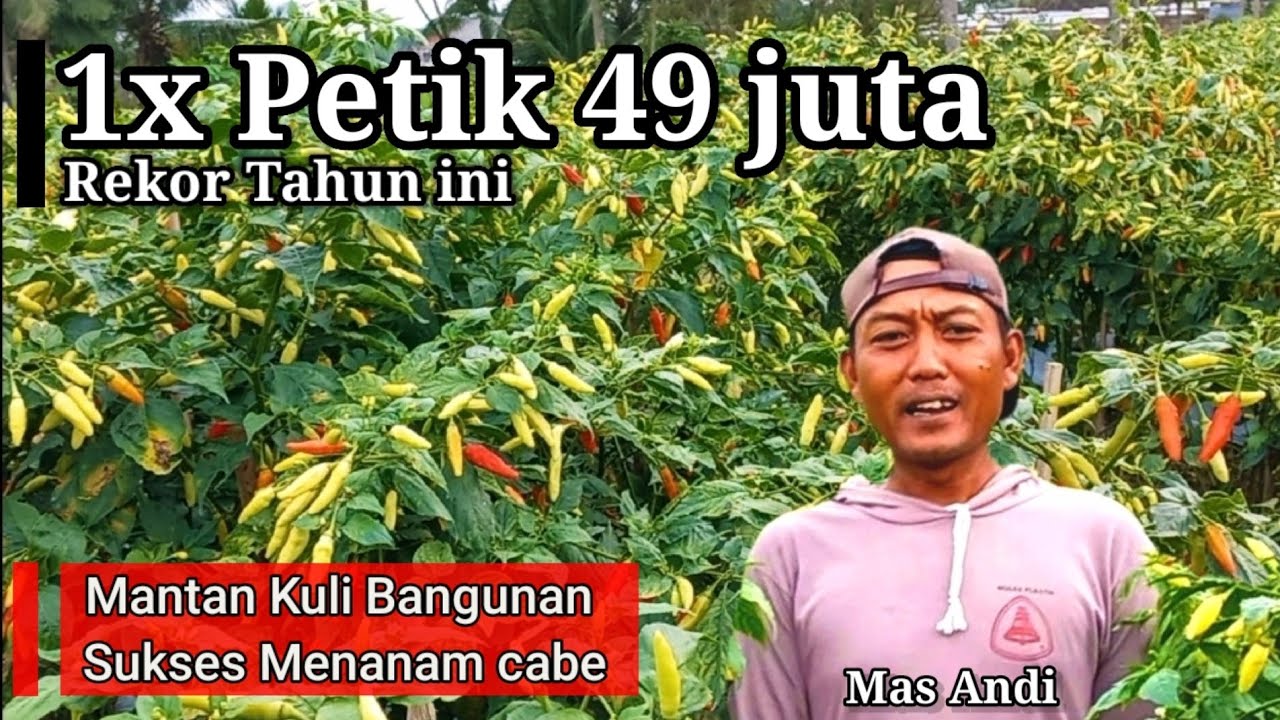 Pengusaha Muda, Sukses Hasilkan RATUSAN JUTA Dari Bertani !