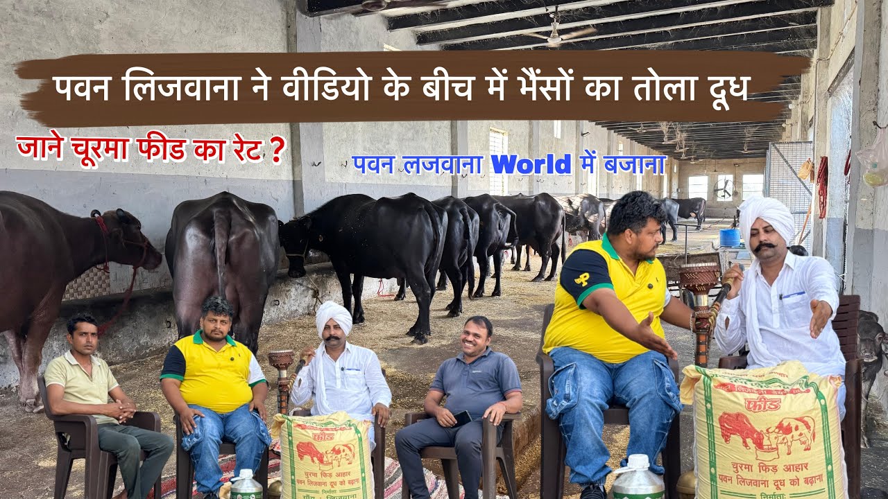 पवन लिजवाना ने वीडियो के बीच में भैंसों का तोला दूध || पवन लजवाना डेयरी फ़ार्म || Pawan Lajwana