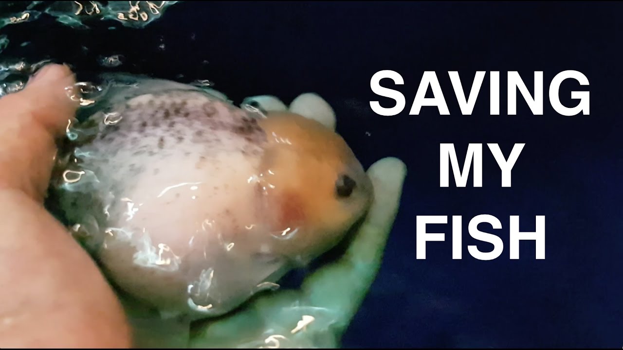 Treating goldfish bacterial infection
