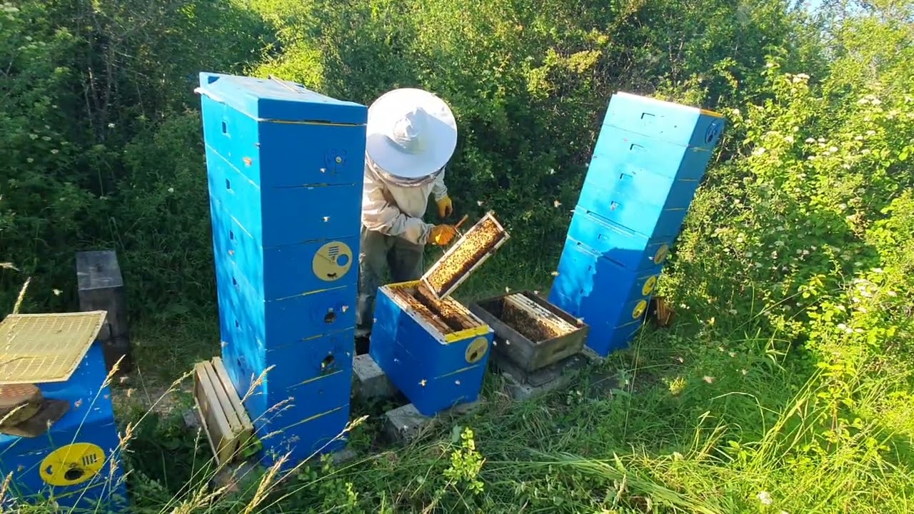 P-HIVE 6 rame de PRODUCTIE - Cata miere a facut la rapita? Transvazez in lemn pentru salcam - 30 Mai