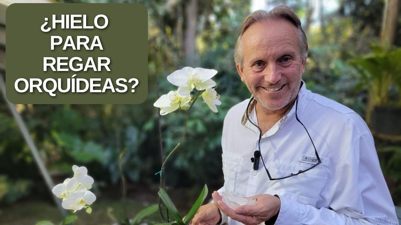 ¿Hielo en orquídeas Phalaenopsis?