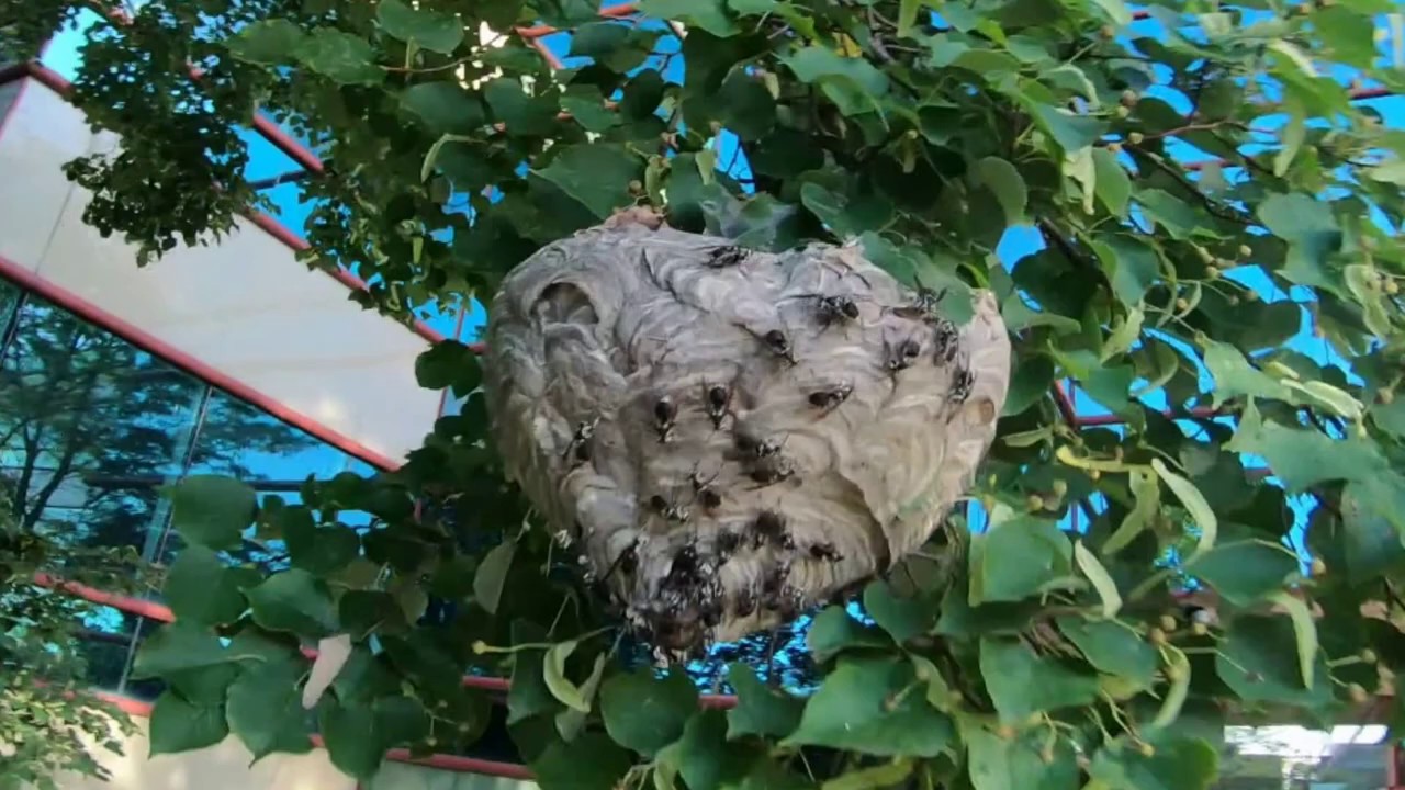 Bald Faced Hornet (paper wasp) Nest vs FPV Drone