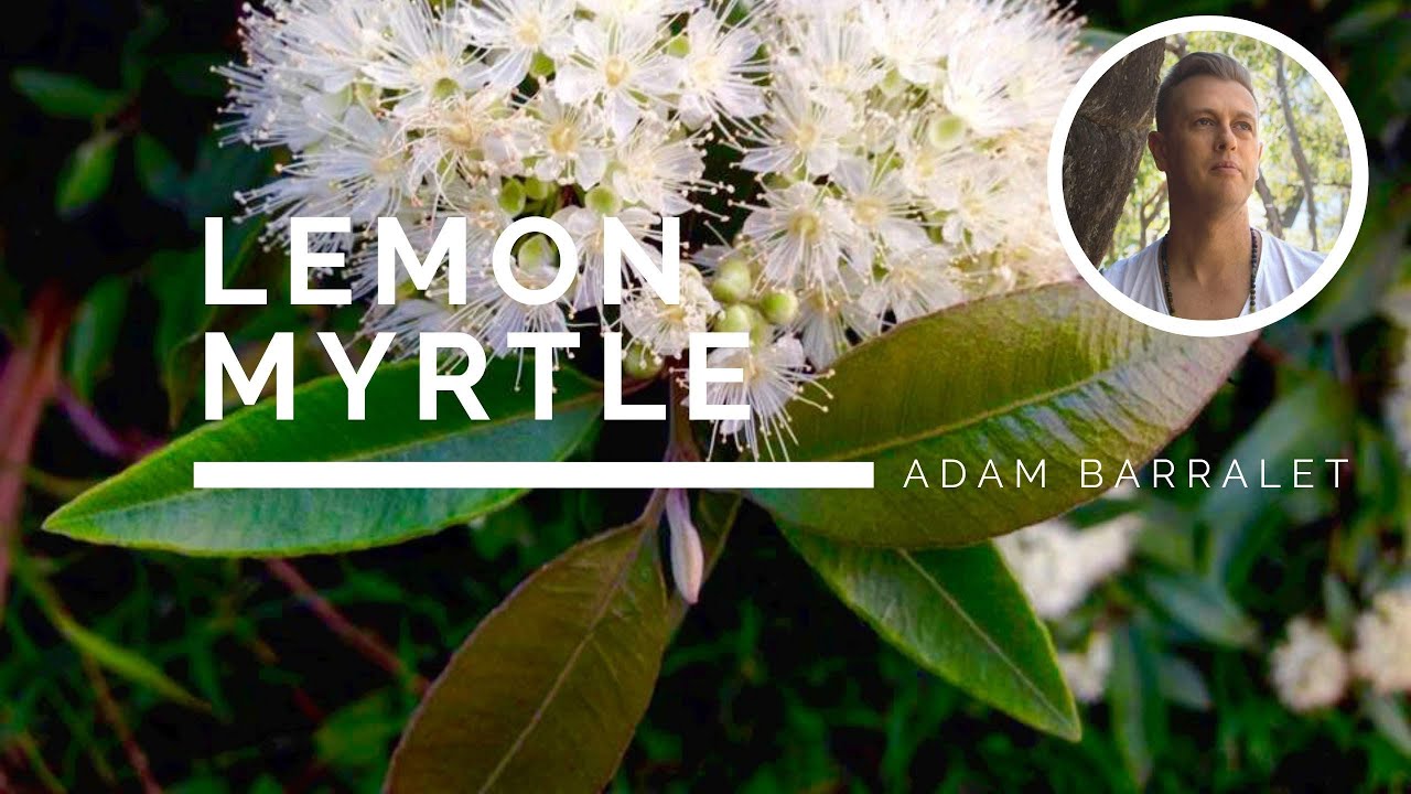 Lemon Myrtle - The Oil of Mateship