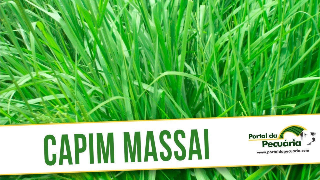 Capim Massai