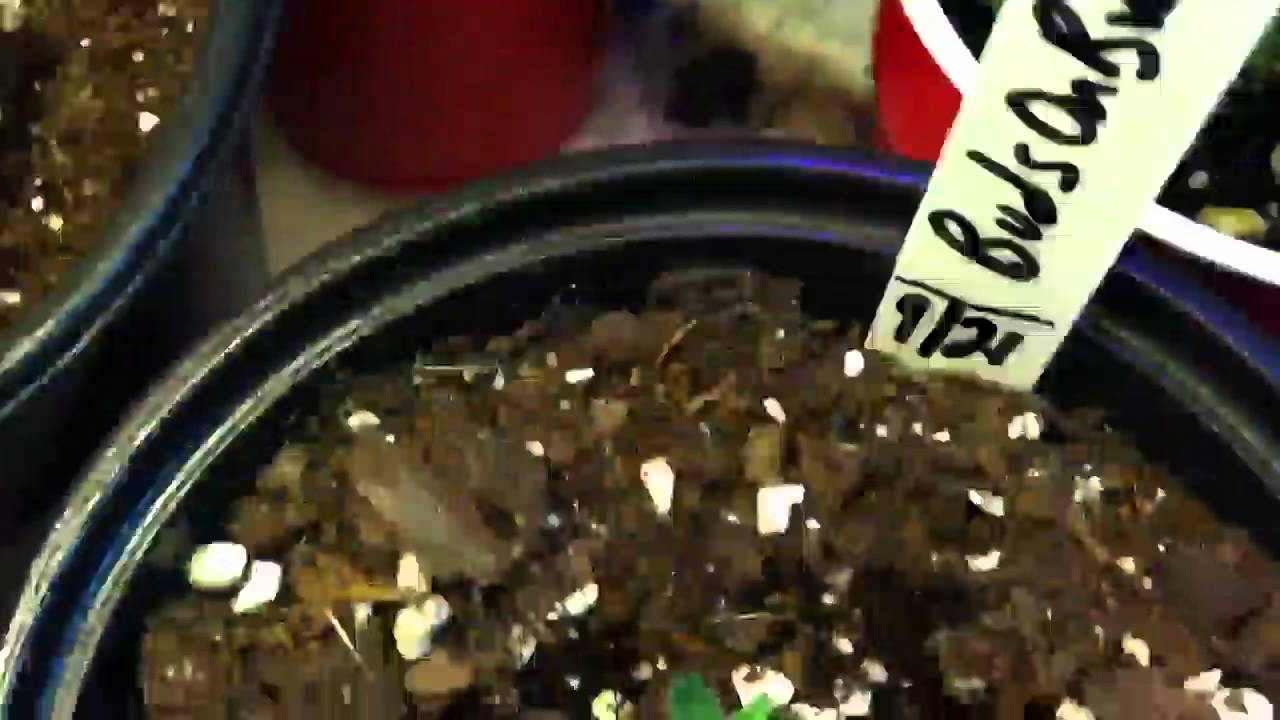Buds on Buds - SCE x Hash Plant