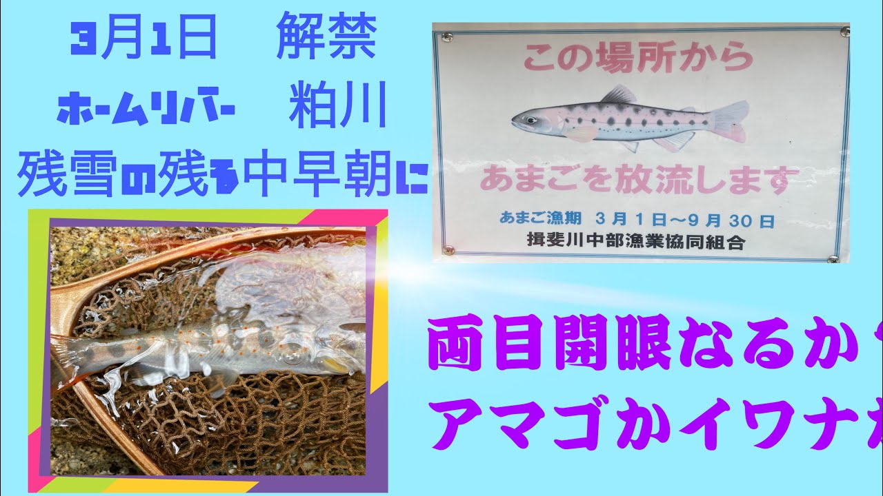 フライフィッシング　解禁　揖斐川水系　粕川　4k動画