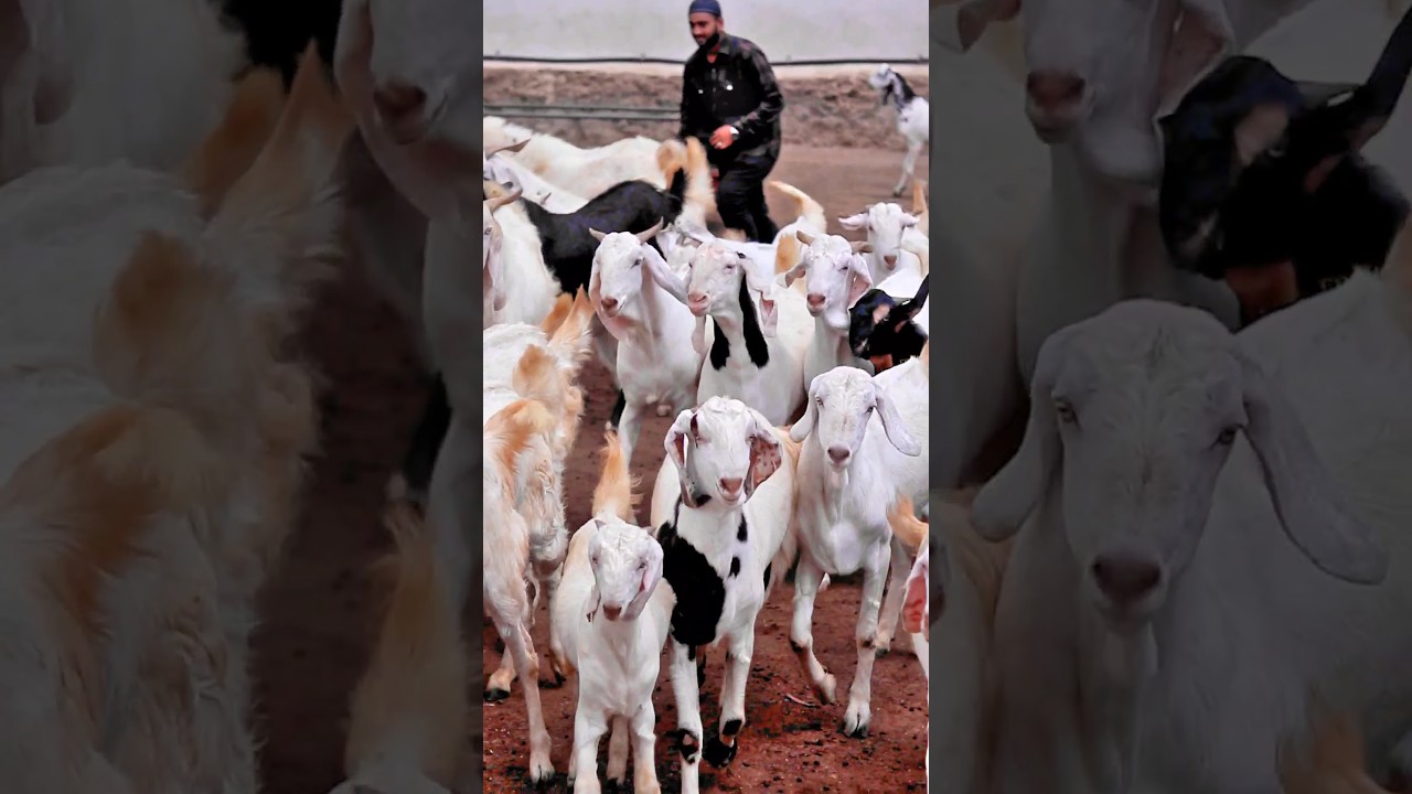 Bakra Mandi 2024 #bakraeid #bakraeid2024 #bakraeidspecial #bakra #goats #trending #biggoats