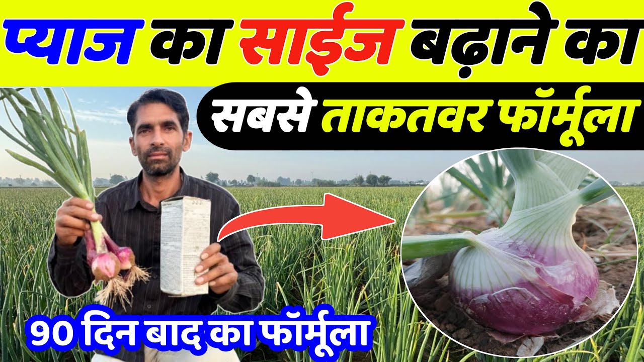 प्याज का साइज सिर्फ 5 दिन में डबल करने का नया फार्मूला | Pyaj ki kheti | Pyaj ka size kaise badhaye