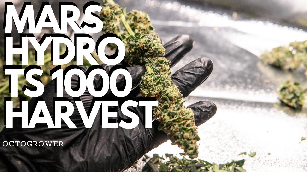MARS HYDRO TS1000 HARVEST | OCTOGROWER