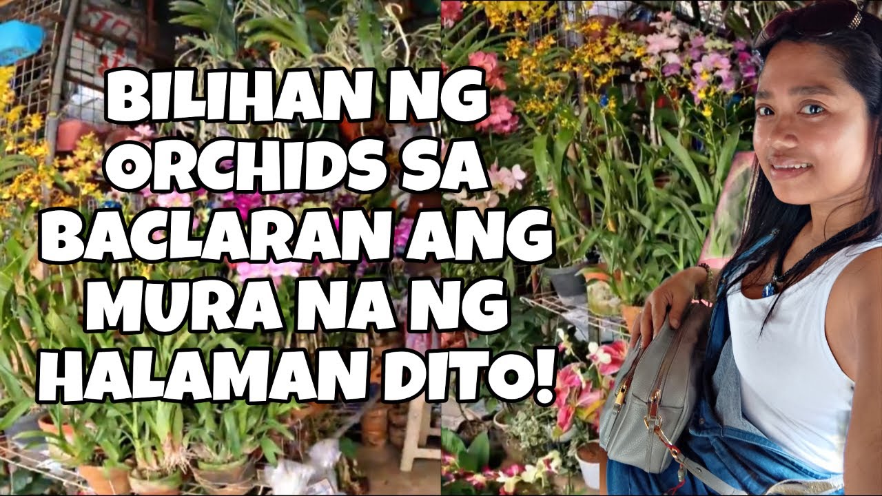 ANG MURA NA NG HALAMAN SA BACLARAN BILIHAN NG MGA ORCHIDS|        Thecampbells vlogs